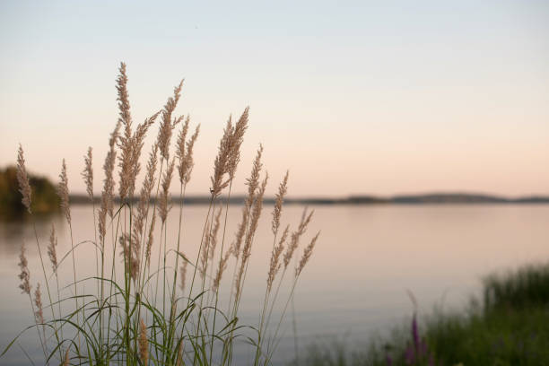 Weeds on a lake shore Weeds on lake at time of sun set silence stock pictures, royalty-free photos & images
