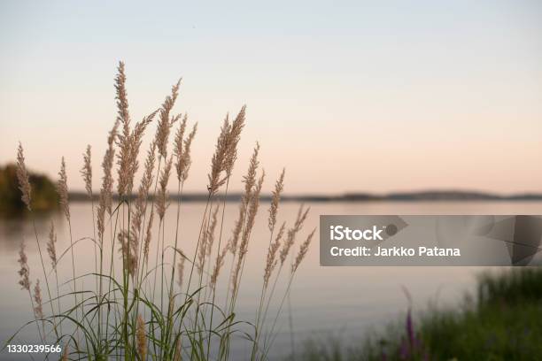 Weeds On A Lake Shore Stock Photo - Download Image Now - Nature, Tranquility, Landscape - Scenery