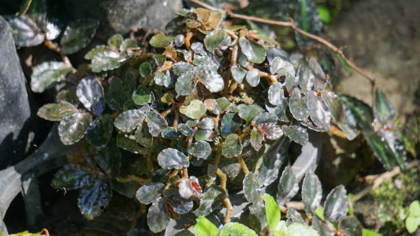 Species Button Fern,Pellaea rotundifolia stock photo