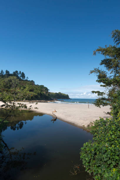 praia de maresias - brasil - copy space south atlantic ocean southeastern region river - fotografias e filmes do acervo