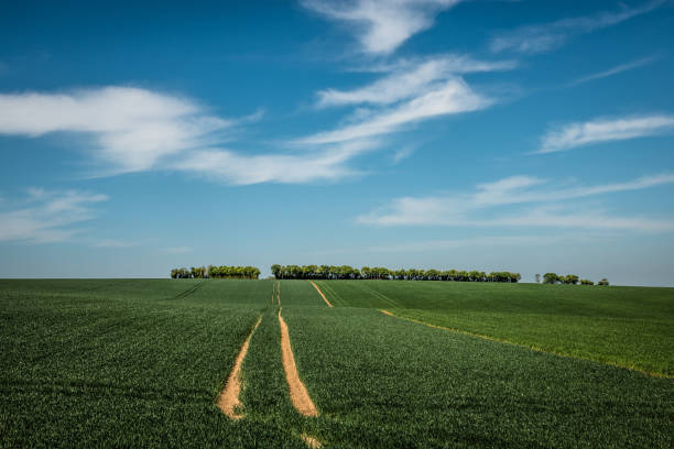 Beautiful Green Open Farm Fields During Warm Summer Day