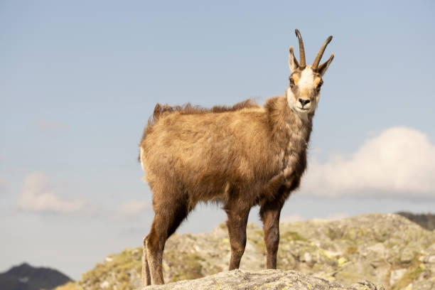 istock A chamois on a rock. Tatra Mountains. 1330241567