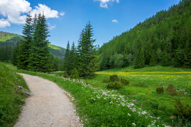 istock Jaworzynka Valley in June. Tatra Mountains. 1330241646