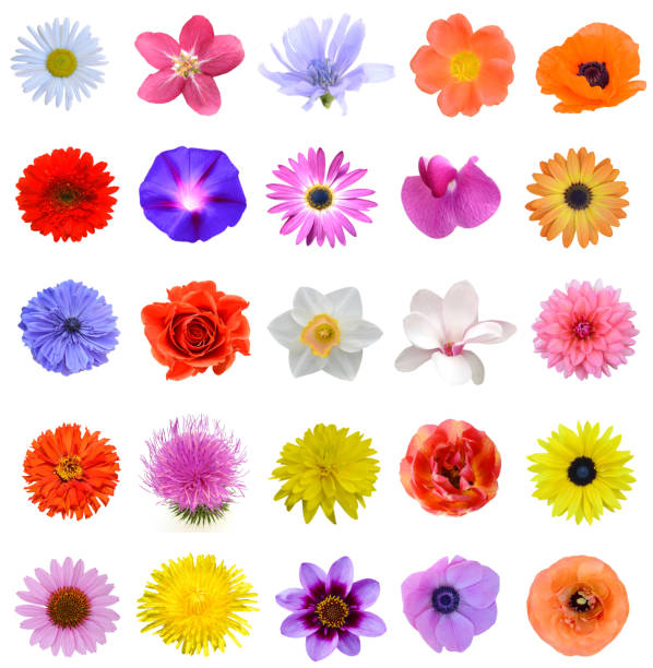 istock All sesonal flowers garden isolated white 1330242632
