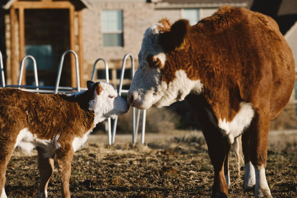 hereford krowa i cielę dotykające nosów. - field hereford cattle domestic cattle usa zdjęcia i obrazy z banku zdjęć