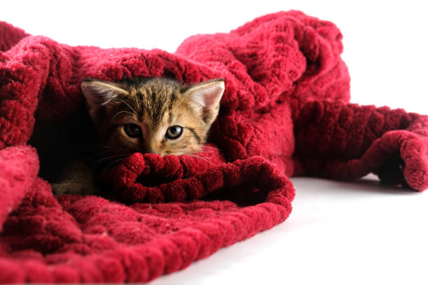 istock Cute kitten in red blanket with white background 1330243950