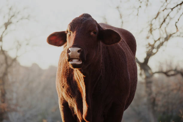a closeup shot of santa gertrudis cow in a field - chew the cud imagens e fotografias de stock