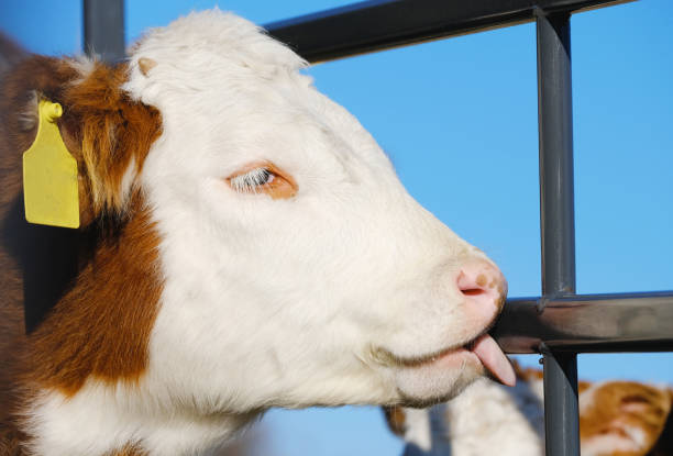 Hereford breed of beef calf licking metal fence.