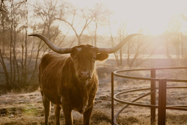 texas longhorn cow portrait rustique du matin - texas longhorn cattle photos et images de collection