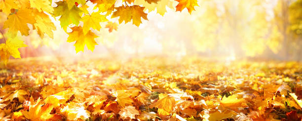 istock Autumn landscape with blurry defocused park in background. 1330245131