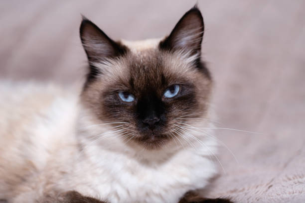 istock A beautiful young Siamese domestic cat with blue eyes 1330245141