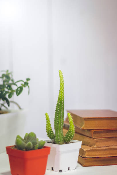 istock Office, books, plants, and work at home 1330245147