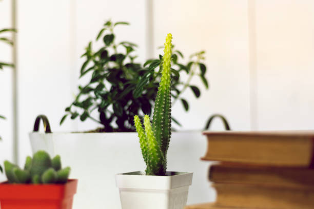 istock Office, books, plants, and work at home 1330245175