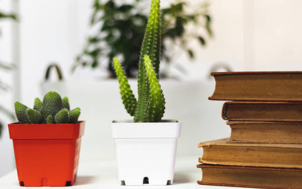 istock Office, books, plants, and work at home 1330245706