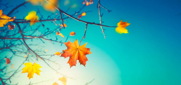 istock Last maple leaf on a branch against a blue turquoise sky background glows in the sun close-up in nature outdoors. 1330245718