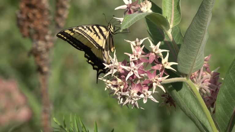 Western tiger swallowtail butterflies flying feeding milkweed flowers Littleton Colorado