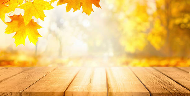 hermoso fondo de otoño con hojas de arce dorado anaranjado y mesa de madera. - old plank outdoors selective focus fotografías e imágenes de stock