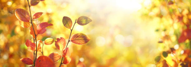 istock Orange autumn foliage on defocused golden background. 1330245924