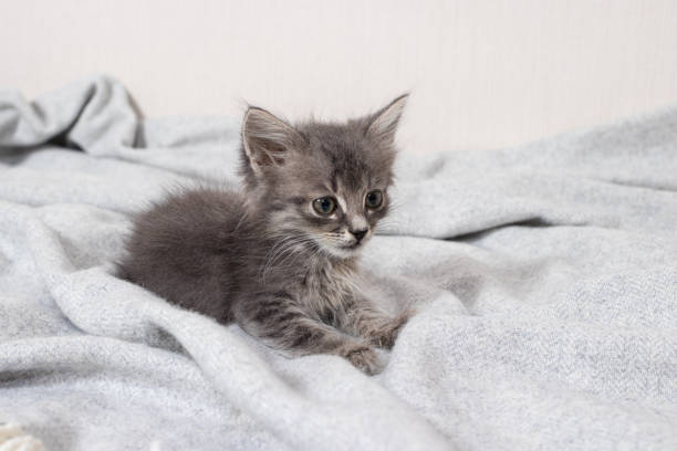 istock Cute little thin kitten aged 1 month cat sits on a blanket on a light minimalist background. 1330246354