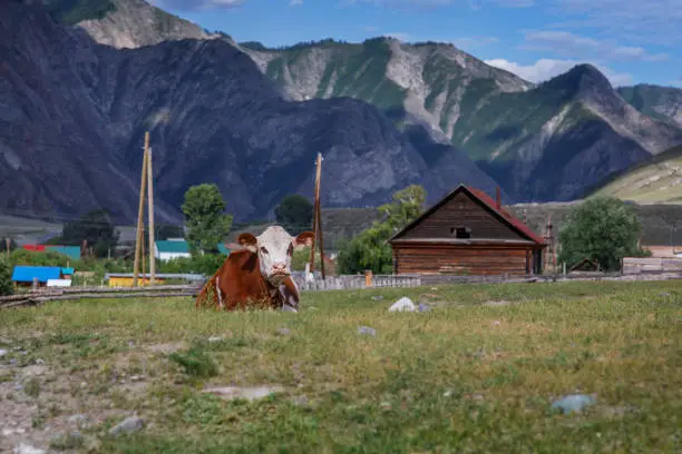 A red-and-white cow lies in a meadow next to a village house. Cattle on the farm. Travel through the mountainous regions of Russia.