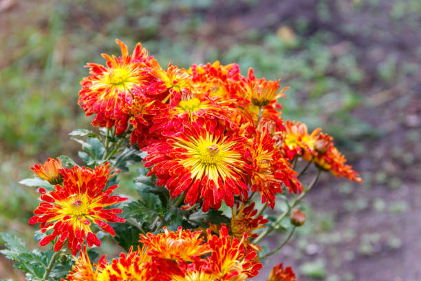 istock Orange chrysanthemum in a garden 1330247758