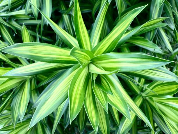 istock Dracaena plants with beautiful green leaves 1330248531
