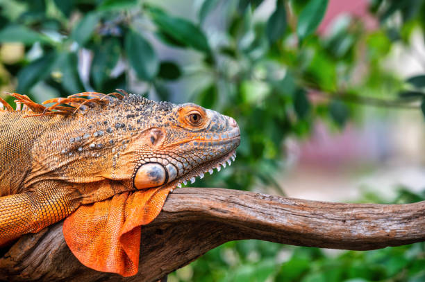 istock An orange iguana lying on a log 1330249586