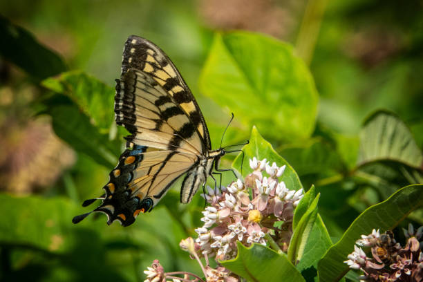 istock Butterfly on milkweed 1330249787