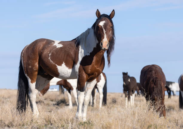 istock Wild Horse in the Utah Desert 1330249891