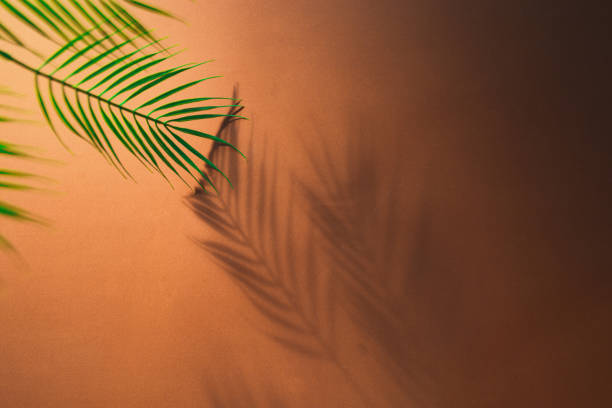 Brown background and palm leaves with shadows