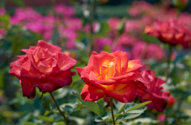 istock Closeup of vibrant red rose 1330250674
