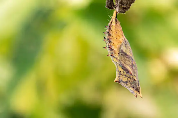 Chrysalis of the peacock caterpillar, a few days before the butterfly emerged with the thining of the outer layer of the chrysalis showing the butterfly inside
