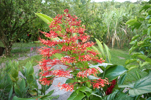 Red flower in tropical garden on the island of Jamaica in the Caribbean
