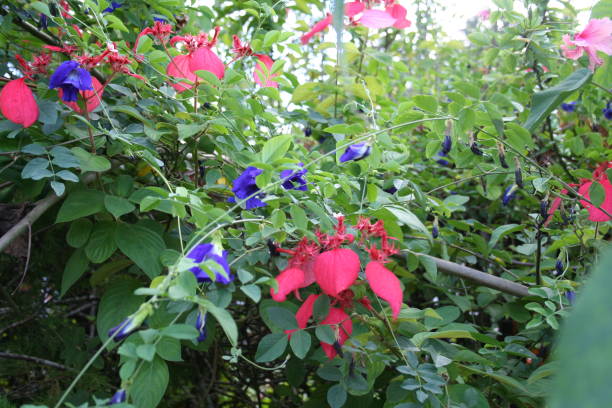 istock Pink and purple tropical flowers 1330252076