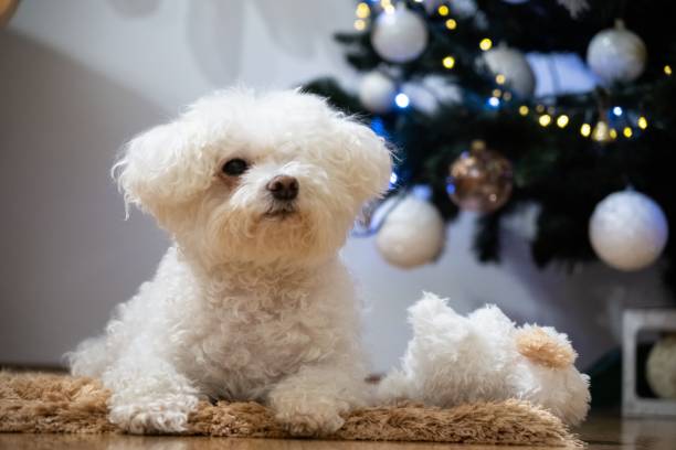istock Cute Bichon dog under the Cristmas tree with lights. 1330253035