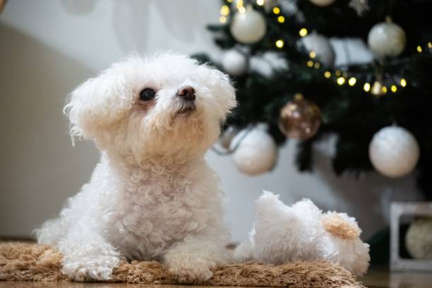 istock Cute Bichon dog under the Cristmas tree with lights. 1330253102