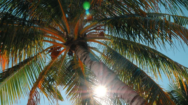 Detail shot of a palm tree on the beach