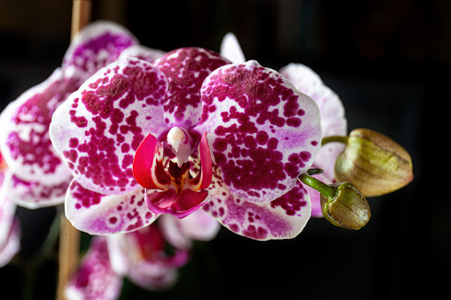 Close-up of a bright spotted white with burgundy phalaenopsis orchid on a dark background.