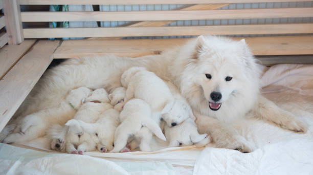 madre cane samoiedo con cuccioli. cuccioli che allattano la madre - animale appena nato foto e immagini stock