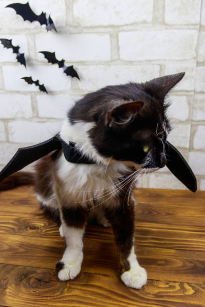 istock Beautiful cat wearing in Halloween bat costume 1330255596