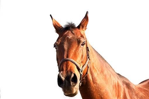 Portrait of a bay mare in a leather halter on a white background. A beautiful animal with a short mane looks curiously at the camera. Selective focus image in natural light.