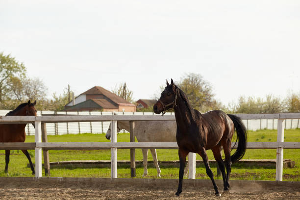 istock Young dark chestnut stallion walks in the paddock in summer 1330255761
