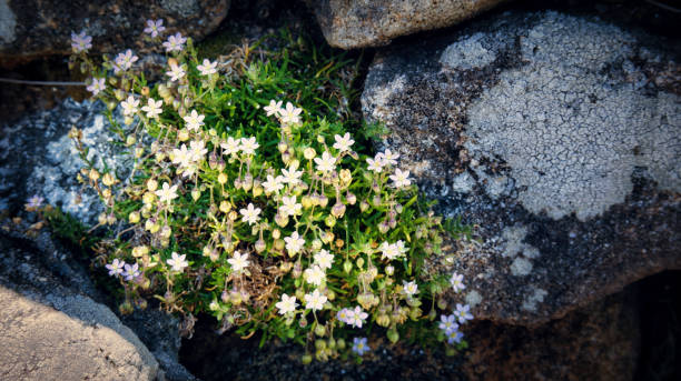 istock Flowers on rocks. Galicia. 1330258077