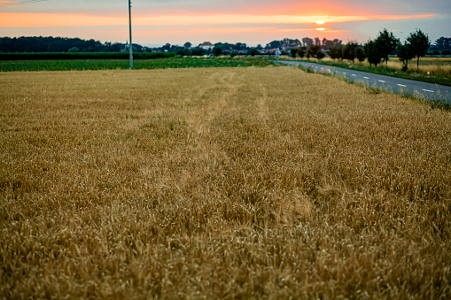 View of a field of wheat in sunset.