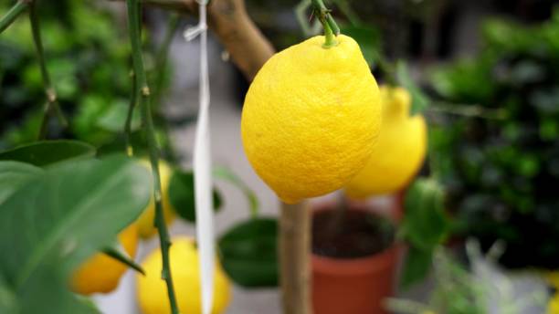 istock A close-up on a yellow lemon 1330259016