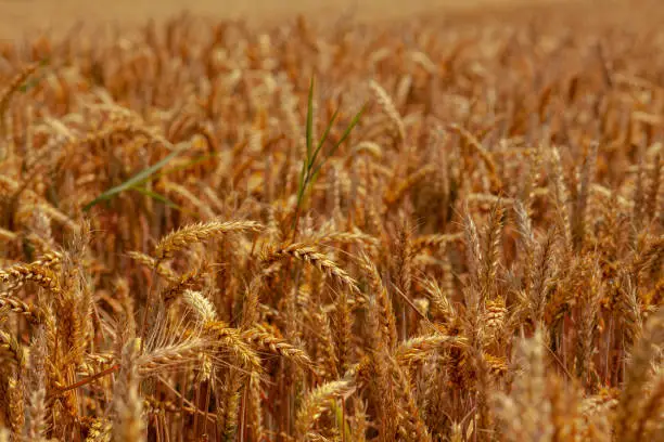 Photo of Field of Wheat
