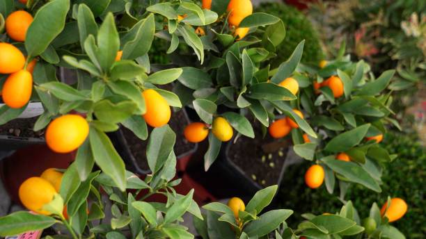 istock A photo of citrus in trees 1330259149