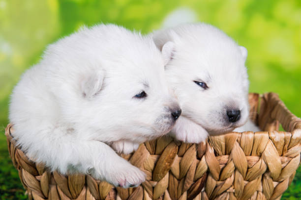 istock White small Samoyed puppy dog on green grass background 1330259947