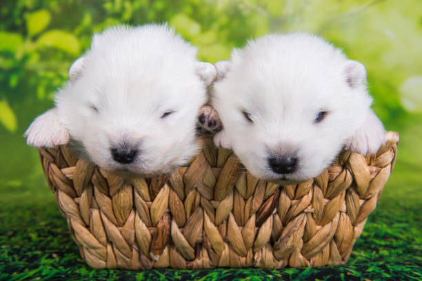 istock White small Samoyed puppy dog on green grass background 1330259967