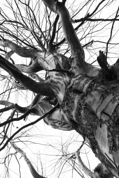 istock Big, bent, leafless tree with many branches seen from below on winter time. Cloudy sky in the background. 1330261786
